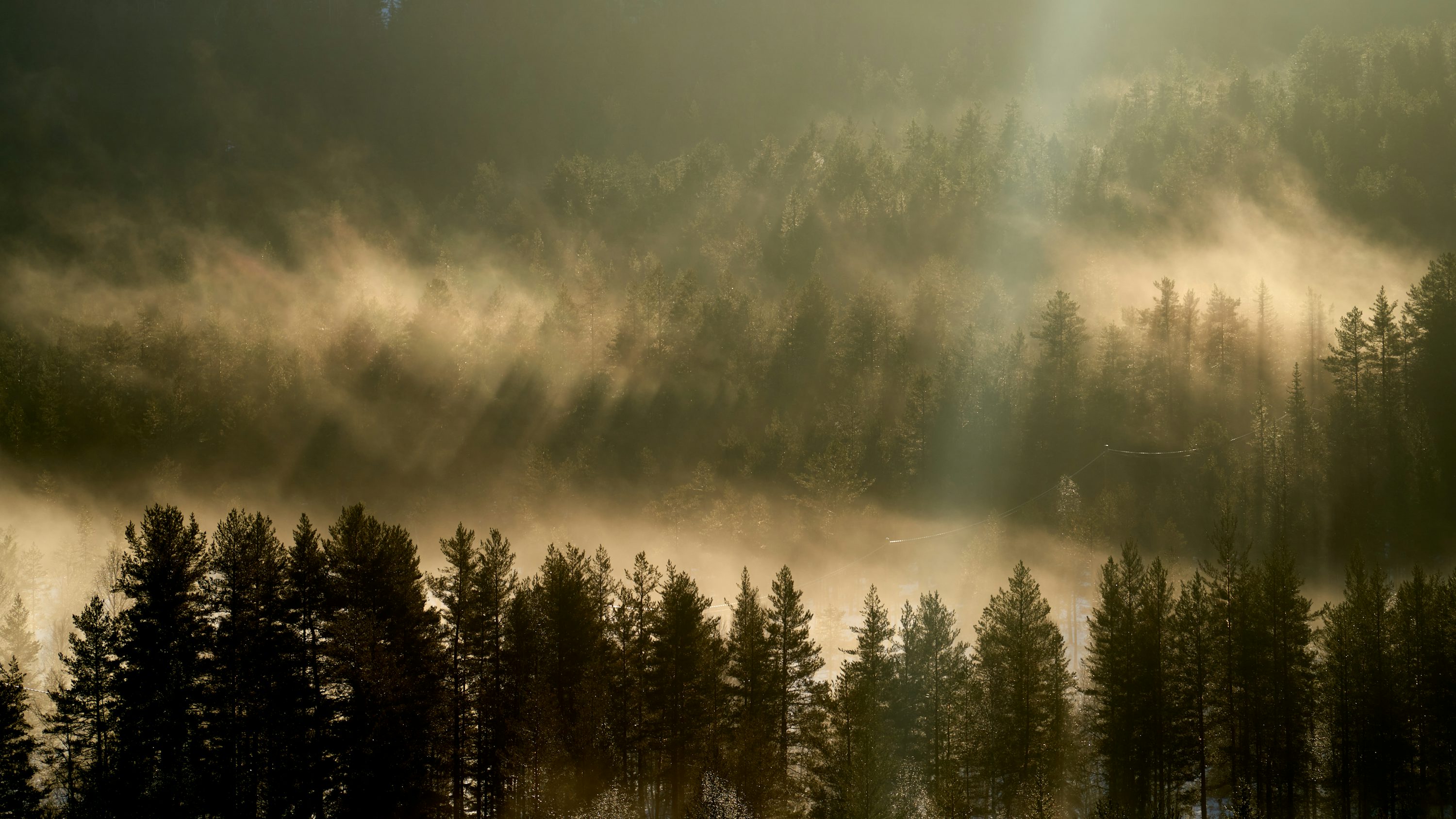 Soft sunlight filtering through the trees of a quiet wooded forest glade